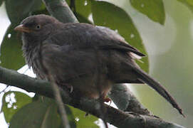 Jungle Babbler