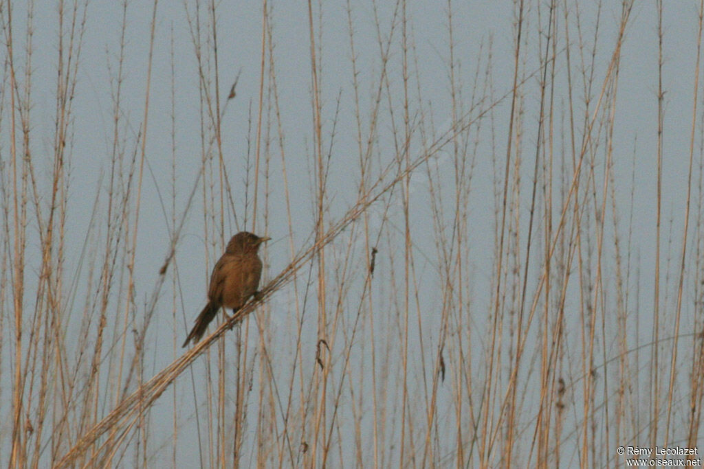 Striated Babbler