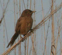 Striated Babbler