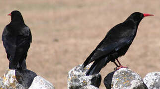 Red-billed Chough