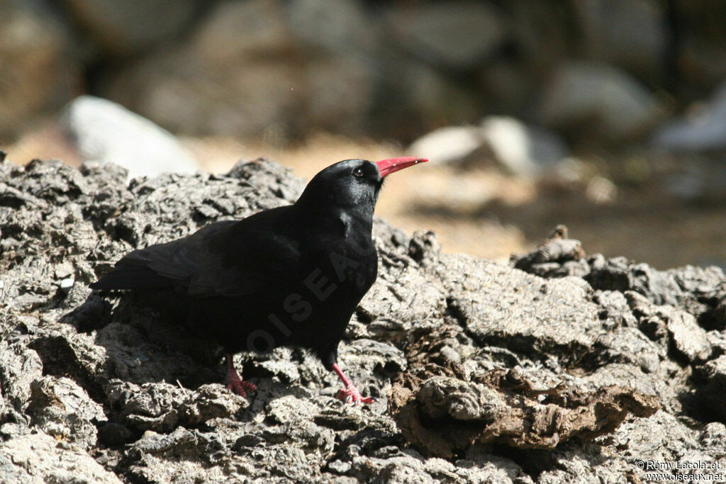 Red-billed Chough