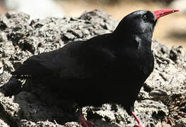 Red-billed Chough