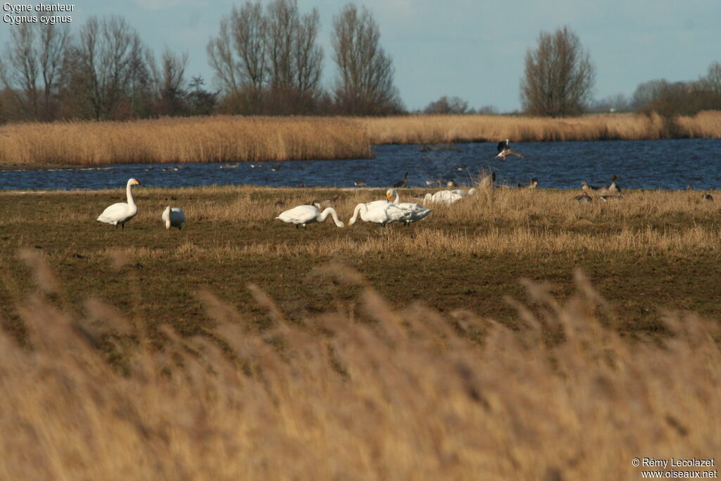 Whooper Swan