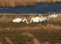 Whooper Swan