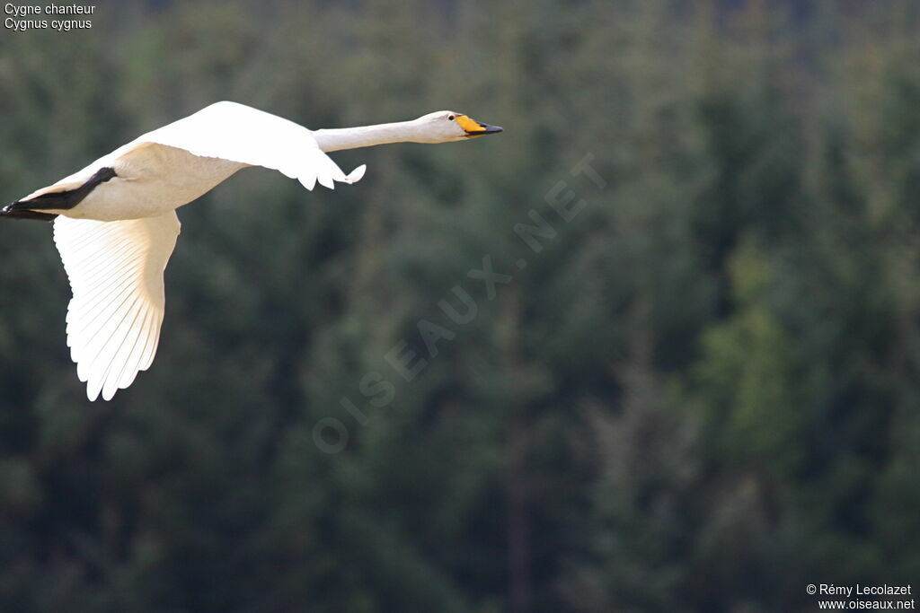 Cygne chanteuradulte