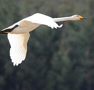 Cygne chanteur