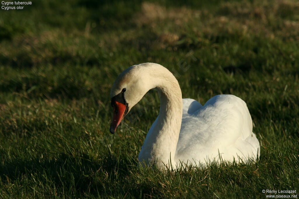 Cygne tuberculé