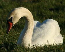 Cygne tuberculé