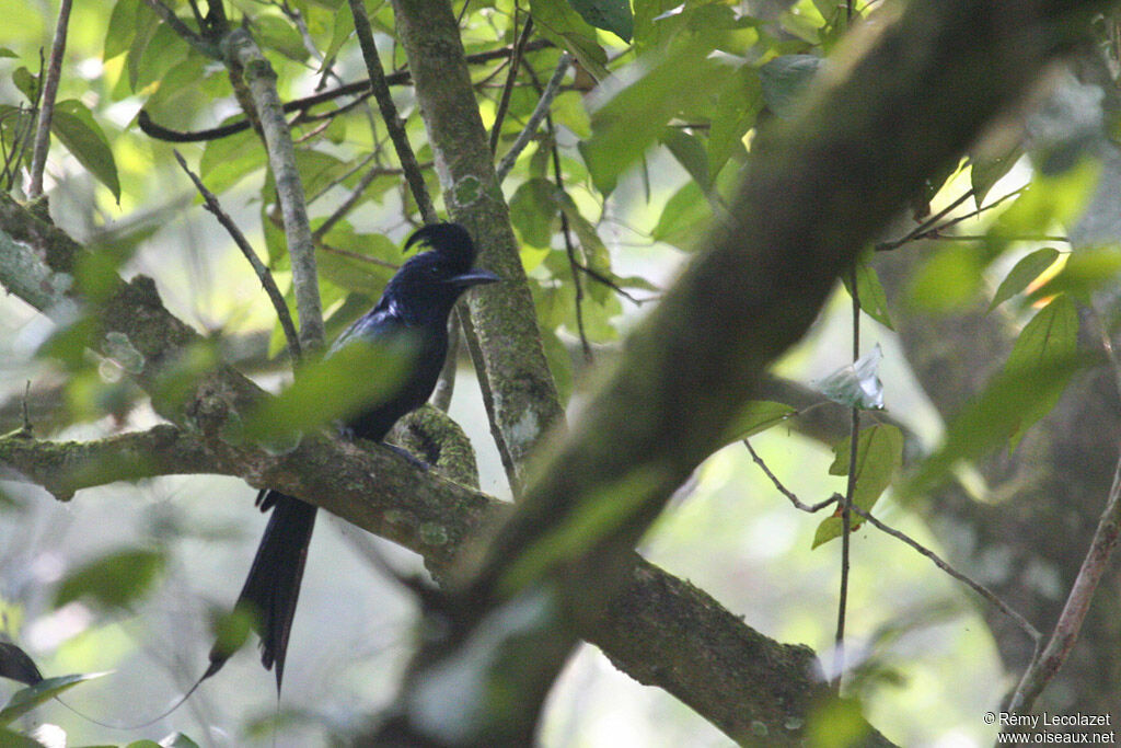 Drongo à raquettes