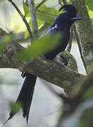 Greater Racket-tailed Drongo