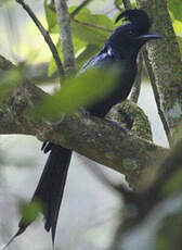 Drongo à raquettes