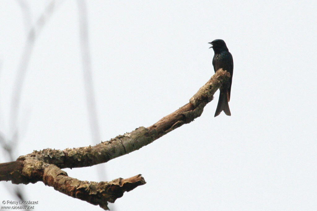 Drongo à ventre blanc