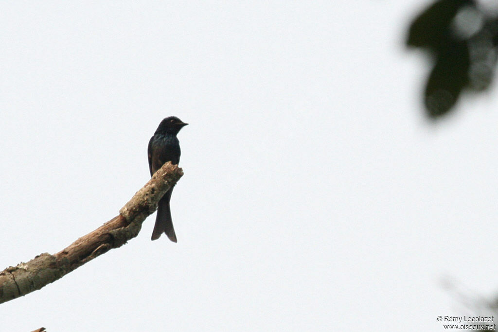 Drongo à ventre blanc