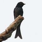 Drongo à ventre blanc