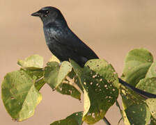 Black Drongo