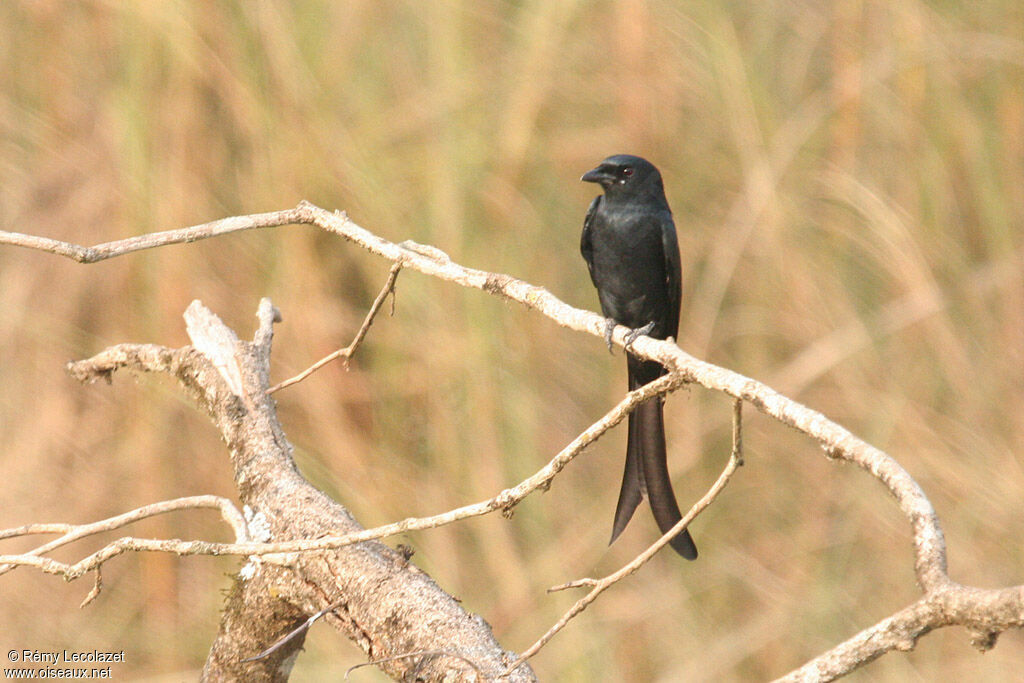 Drongo royal