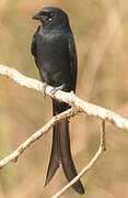 Drongo royal