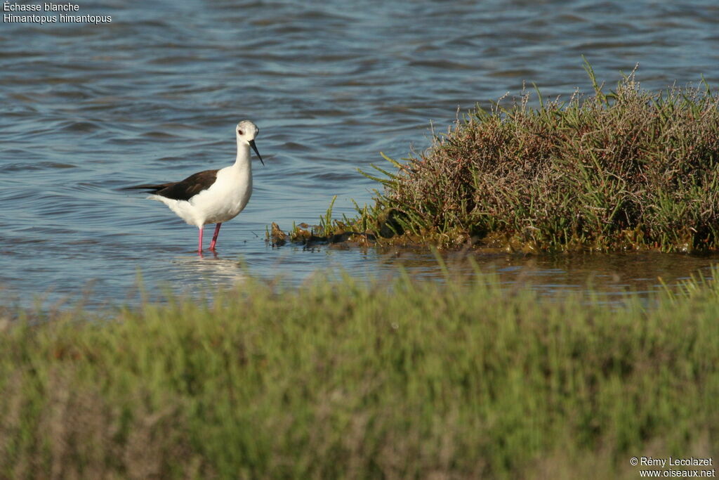 Black-winged Stiltadult