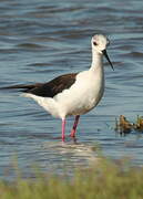 Black-winged Stilt