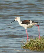 Black-winged Stilt