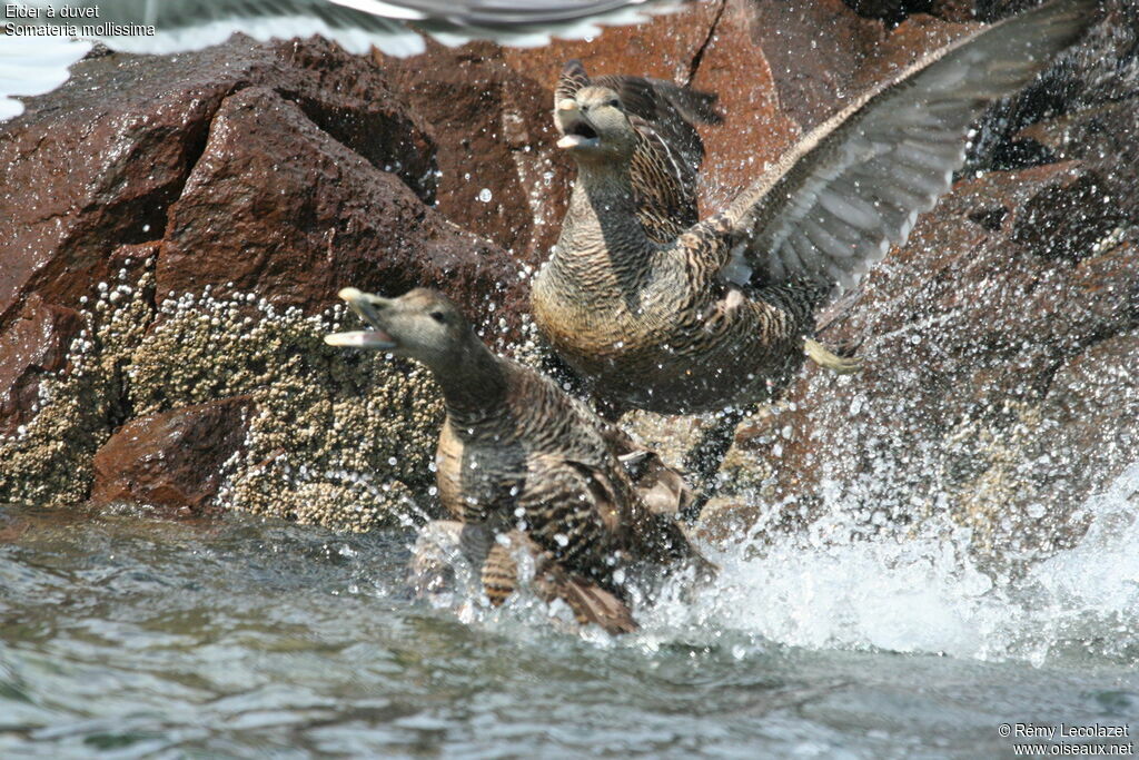 Common Eider female adult, Flight