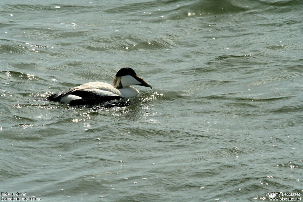 Eider à duvet mâle adulte