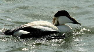 Eider à duvet