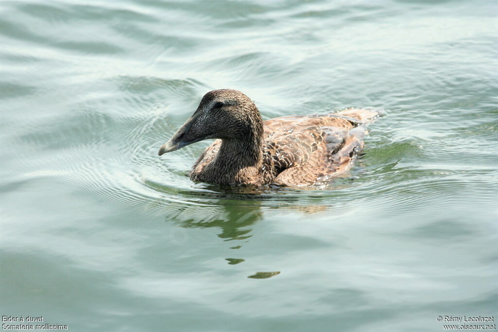 Common Eider female adult