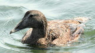 Eider à duvet