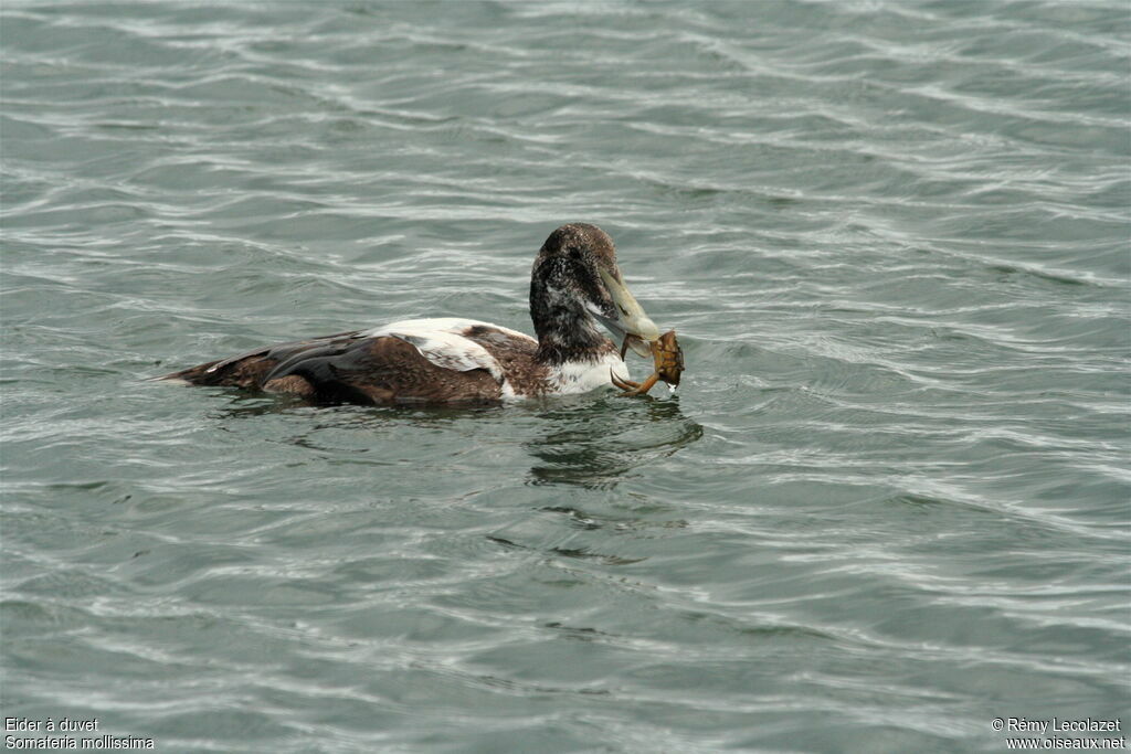 Eider à duvet mâle immature