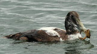 Common Eider