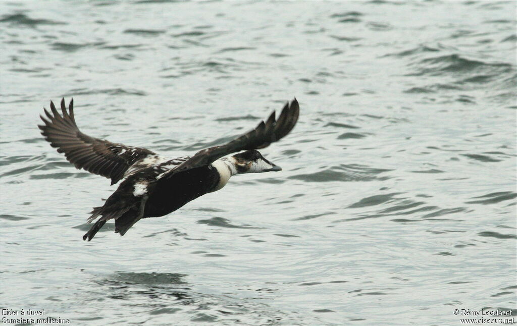 Common Eider male immature