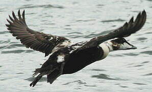 Common Eider