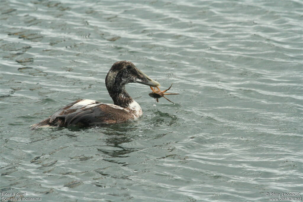 Common Eider male immature