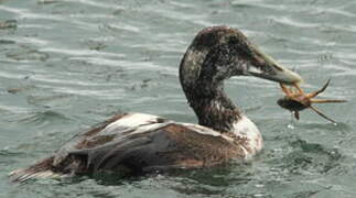 Common Eider