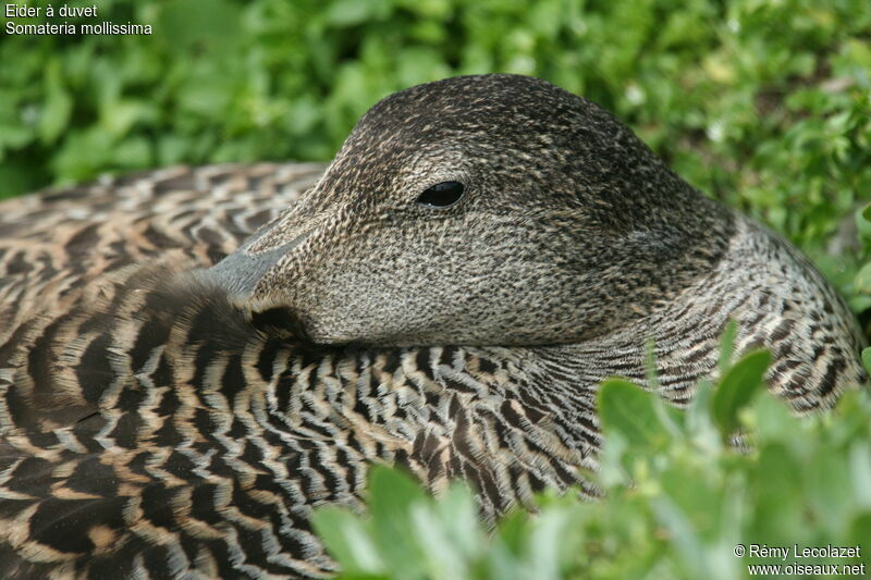 Common Eider female adult breeding, Reproduction-nesting