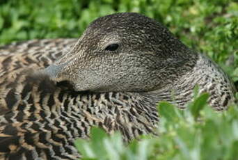 Eider à duvet