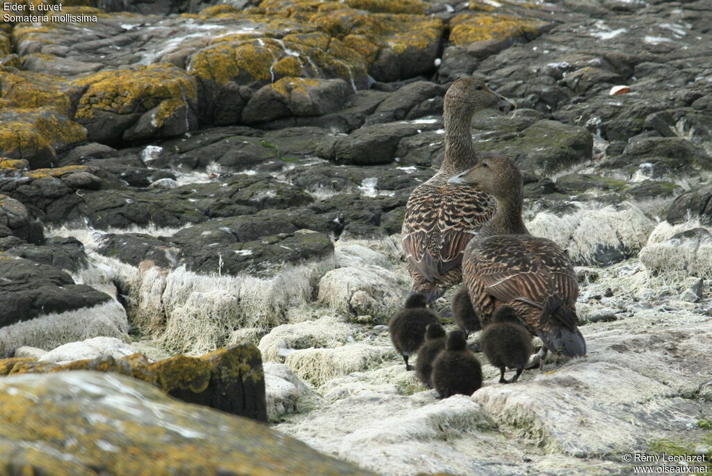 Common Eider female adult