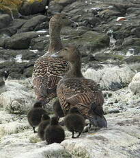 Eider à duvet