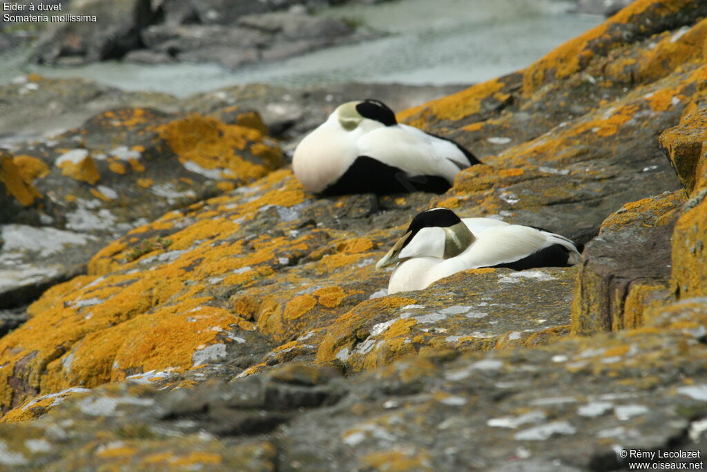 Eider à duvet mâle adulte nuptial