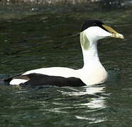 Common Eider