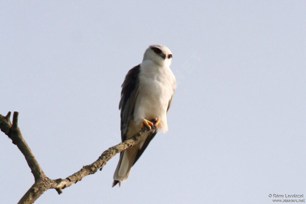 Black-winged Kite