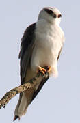 Black-winged Kite