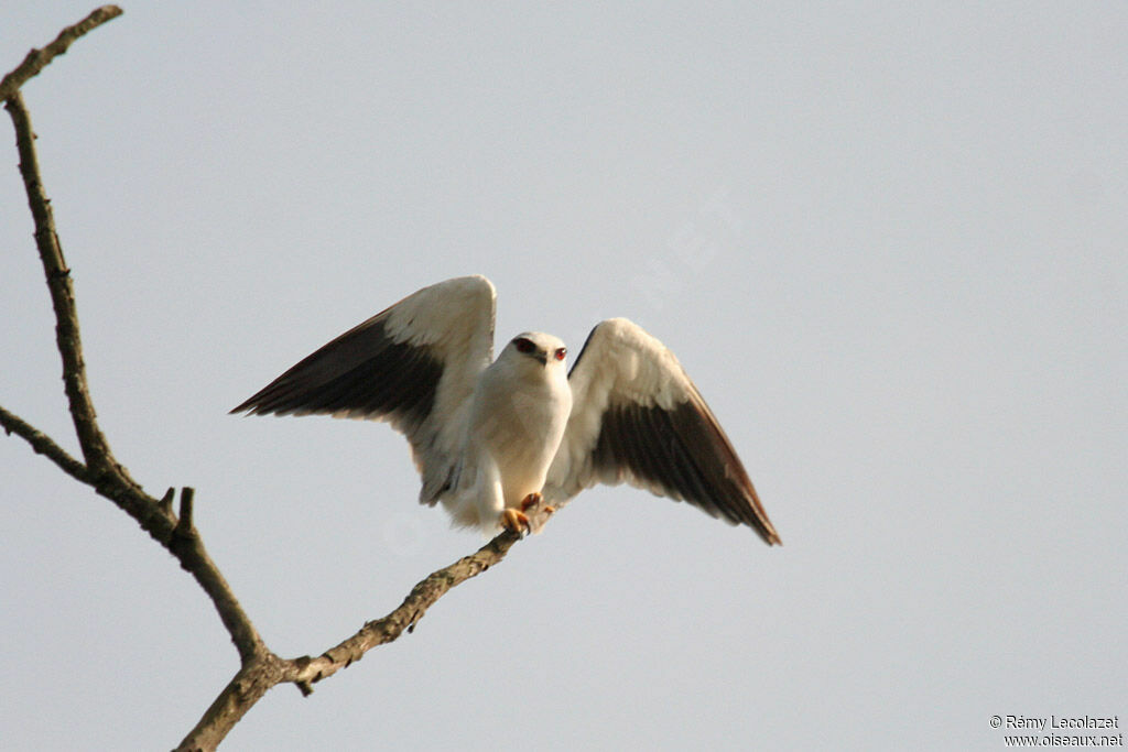 Black-winged Kite