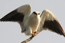 Black-winged Kite