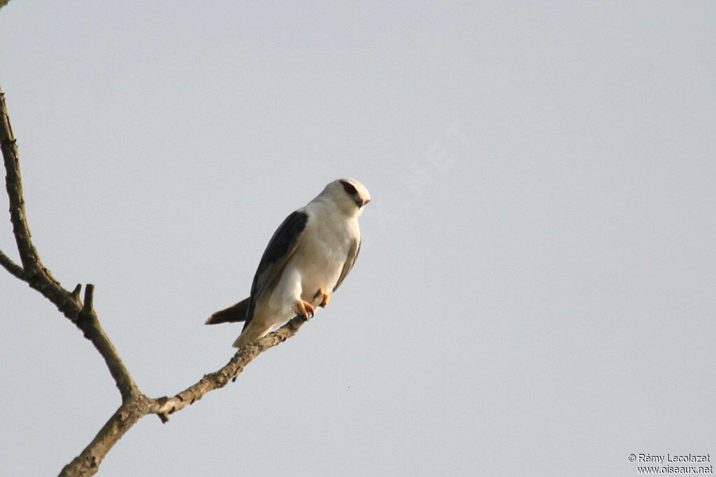 Black-winged Kite