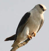 Black-winged Kite