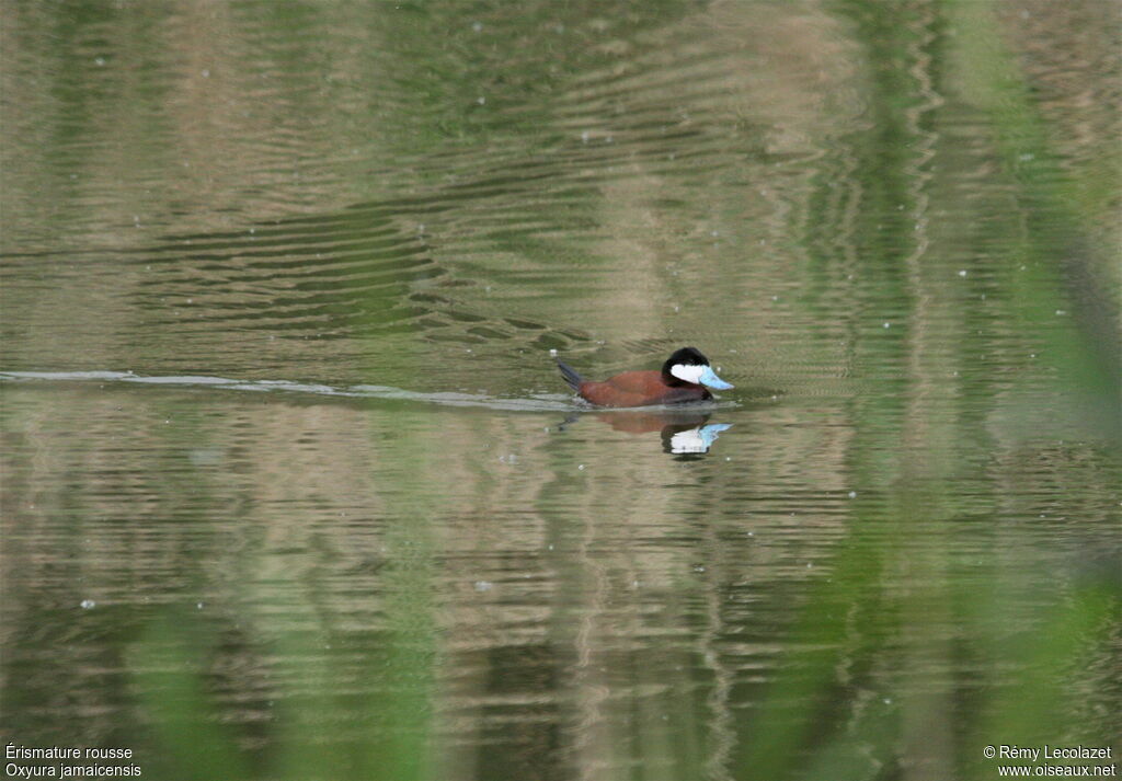 Ruddy Duck male adult