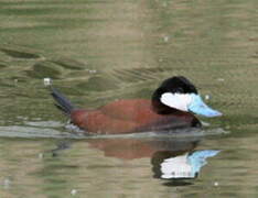 Ruddy Duck