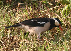 Indian Pied Myna